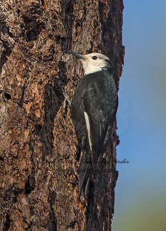 Picoides albolarvatus  WHITE-HEADED WOODPECKER 9057059+