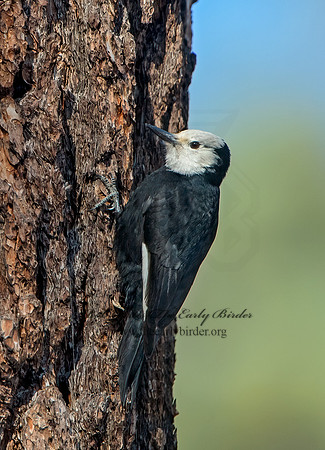 Picoides albolarvatus  WHITE-HEADED WOODPECKER 9057055+