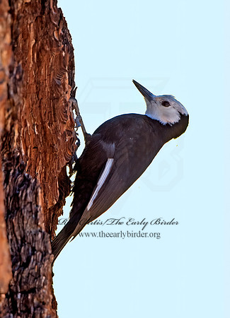 Picoides albolarvatus  WHITE-HEADED WOODPECKER 9057031+