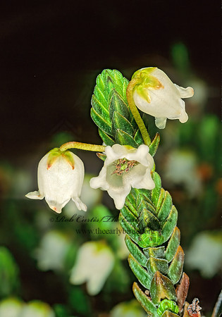 Cassiope tetragona  BELL HEATHER 242635z