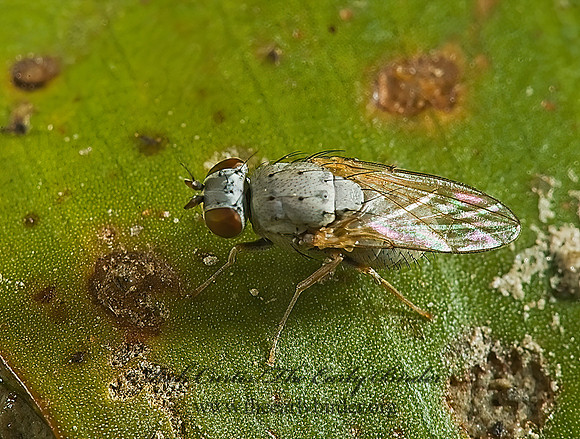 Notiphila  SHORE FLY 5014337z