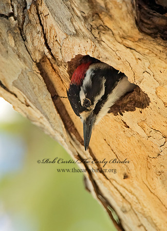 Dryobates nuttallii  NUTTALL'S WOODPECKER 9055244+
