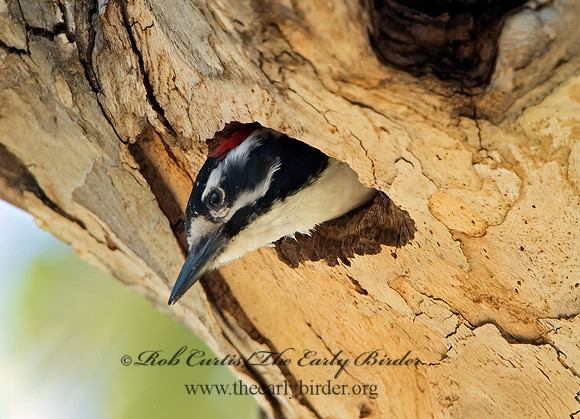 Dryobates nuttallii  NUTTALL'S WOODPECKER 9055246+