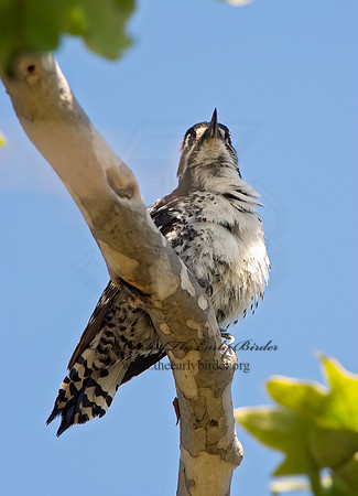 Dryobates nuttallii  NUTTALL'S WOODPECKER 9055248+