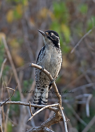 Dryobates nuttallii  NUTTALL'S WOODPECKER 9057276+