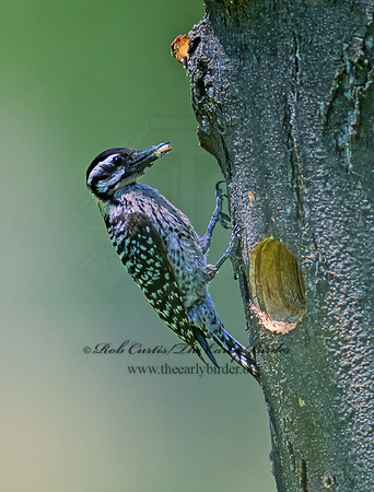 Dryobates scalaris  LADDER-BACKED WOODPECKER 55633+