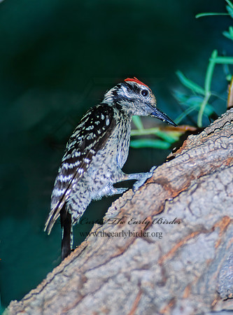Dryobates scalaris  LADDER-BACKED WOODPECKER 57406+