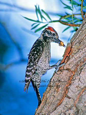Dryobates scalaris  LADDER-BACKED WOODPECKER 57409+