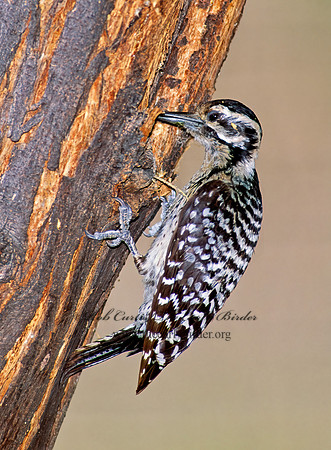 Dryobates scalaris  LADDER-BACKED WOODPECKER 92204+