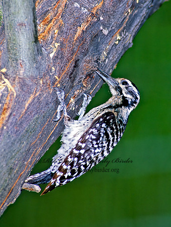 Dryobates scalaris  LADDER-BACKED WOODPECKER 92206+