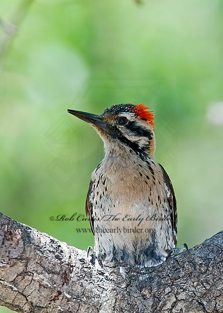 Dryobates scalaris  LADDER-BACKED WOODPECKER 7006621+