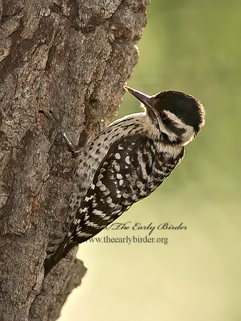 Dryobates scalaris  LADDER-BACKED WOODPECKER 6024559+