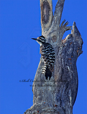 Dryobates scalaris  LADDER-BACKED WOODPECKER 127706+
