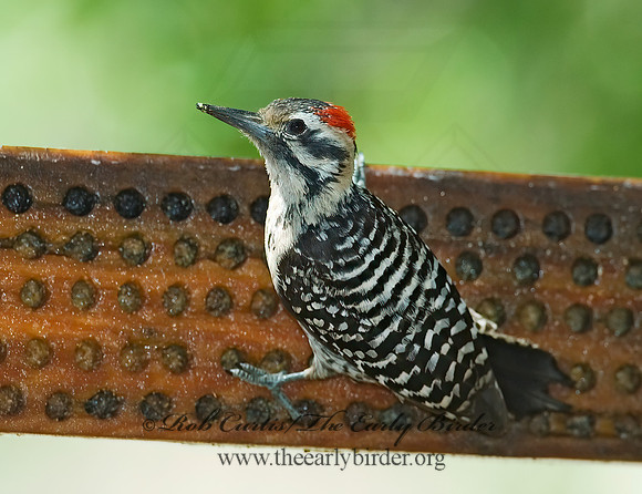 Dryobates scalaris  LADDER-BACKED WOODPECKER 7006632+