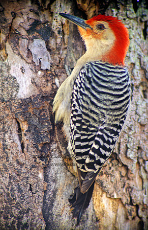 Melanerpes carolinus  RED-BELLIED WOODPECKER 17929