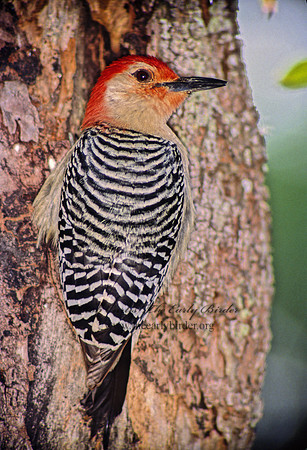 Melanerpes carolinus  RED-BELLIED WOODPECKER 17932