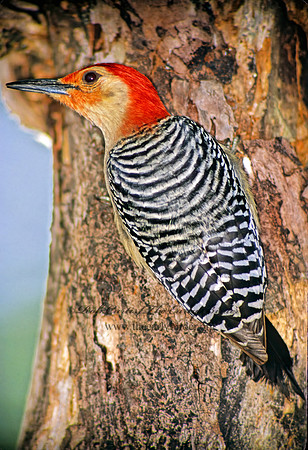 Melanerpes carolinus  RED-BELLIED WOODPECKER 17933+