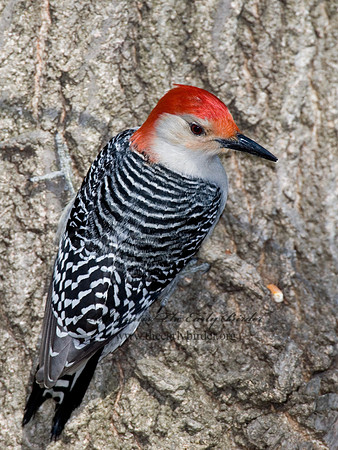 Melanerpes carolinus  RED-BELLIED WOODPECKER 6000893