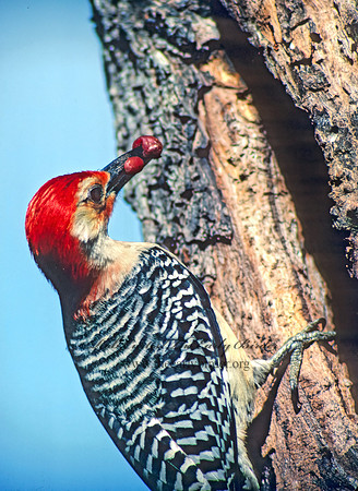 Melanerpes carolinus  RED-BELLIED WOODPECKER 20217+