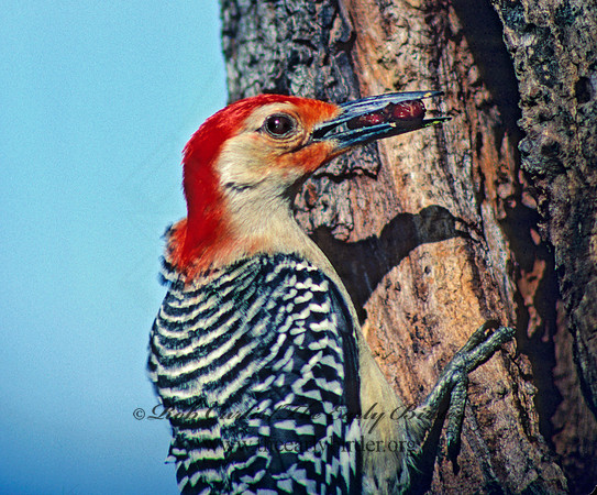 Melanerpes carolinus  RED-BELLIED WOODPECKER 20231