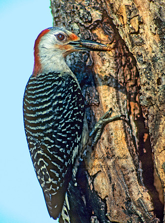 Melanerpes carolinus  RED-BELLIED WOODPECKER 20502