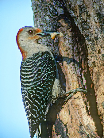 Melanerpes carolinus  RED-BELLIED WOODPECKER 20521+