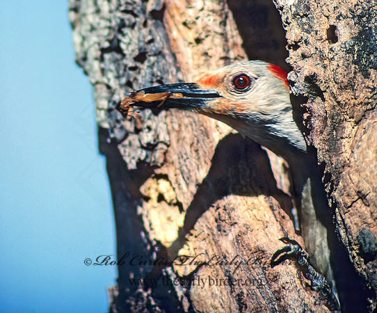Melanerpes carolinus  RED-BELLIED WOODPECKER 20218+