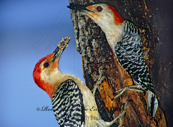 Melanerpes carolinus  RED-BELLIED WOODPECKER 18801+