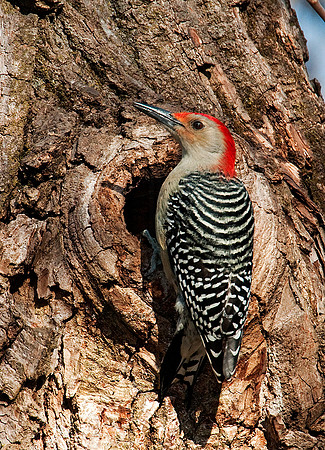 Melanerpes carolinus  RED-BELLIED WOODPECKER 3000801
