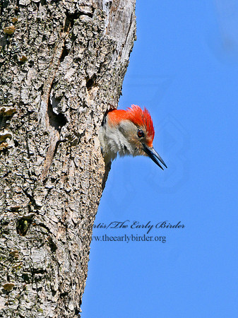 Melanerpes carolinus  RED-BELLIED WOODPECKER 3019332