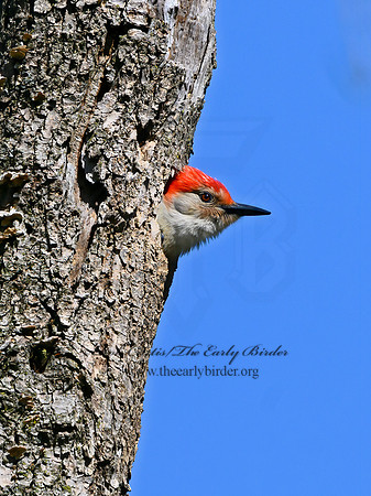 Melanerpes carolinus  RED-BELLIED WOODPECKER 3019333+