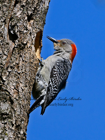 Melanerpes carolinus  RED-BELLIED WOODPECKER 3019334+
