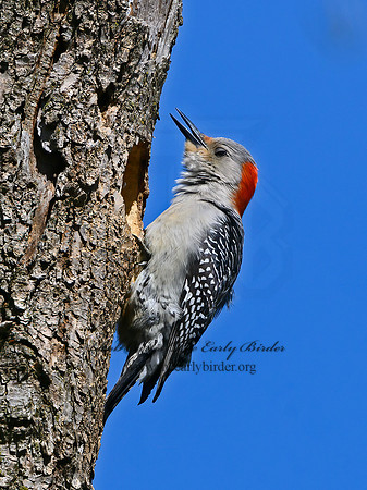 Melanerpes carolinus  RED-BELLIED WOODPECKER 3019337+
