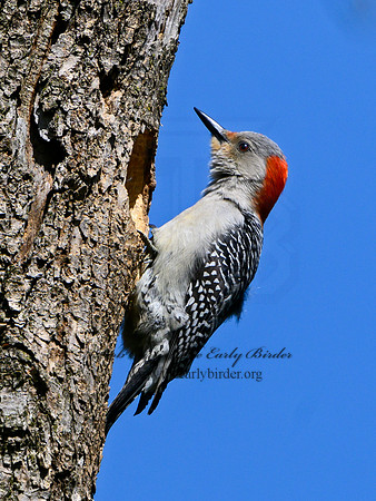 Melanerpes carolinus  RED-BELLIED WOODPECKER 3019338
