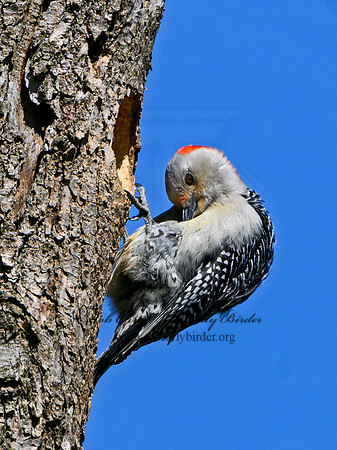 Melanerpes carolinus  RED-BELLIED WOODPECKER 3019339