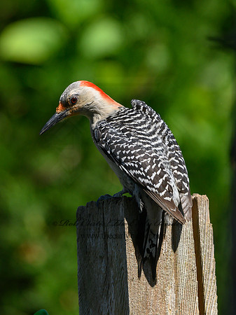 Melanerpes carolinus  RED-BELLIED WOODPECKER 3021092