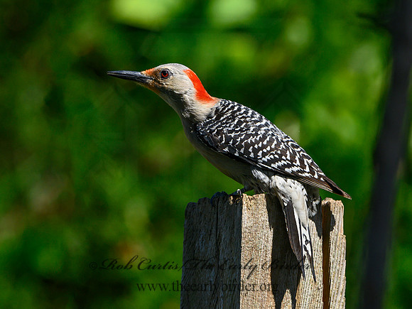 Melanerpes carolinus  RED-BELLIED WOODPECKER 3021094