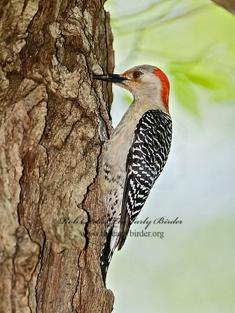 Melanerpes carolinus  RED-BELLIED WOODPECKER 8003386+
