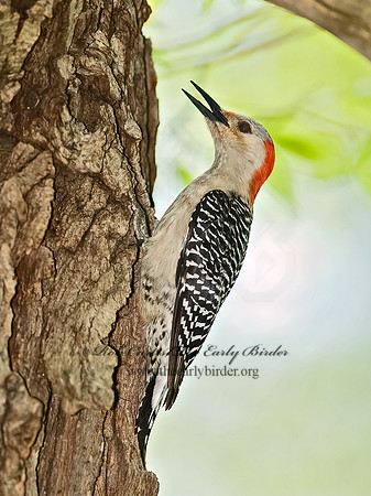 Melanerpes carolinus  RED-BELLIED WOODPECKER 8003387+