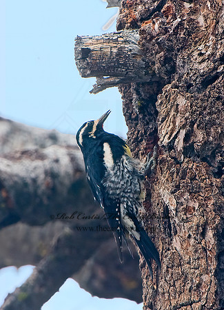 Sphyrapicus thyroideus  WILLIAMSON'S SAPSUCKER 9058671+