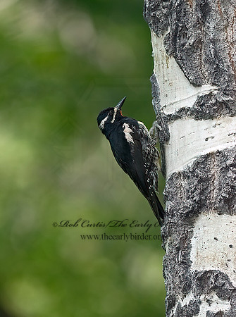 Sphyrapicus thyroideus  WILLIAMSON'S SAPSUCKER 6027779+