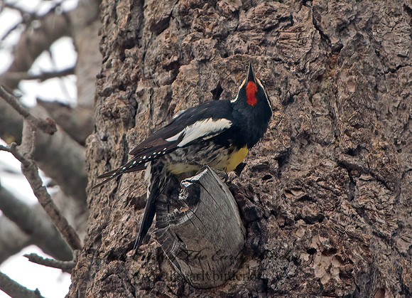 Sphyrapicus thyroideus  WILLIAMSON'S SAPSUCKER 9058668+