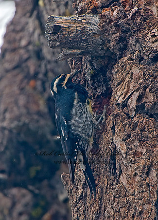 Sphyrapicus thyroideus  WILLIAMSON'S SAPSUCKER 9058676+
