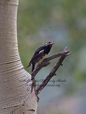 Sphyrapicus thyroideus  WILLIAMSON'S SAPSUCKER 6027777