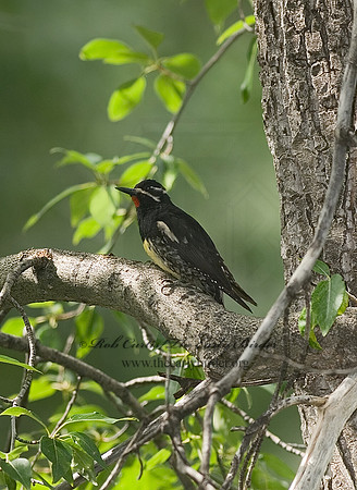 Sphyrapicus thyroideus  WILLIAMSON'S SAPSUCKER 6027776