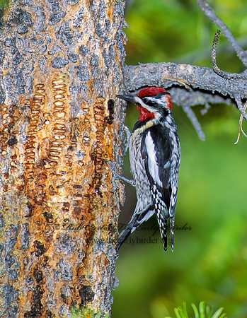 Sphyrapicus nuchalis  RED-NAPED SAPSUCKER 113635+