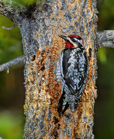 Sphyrapicus nuchalis  RED-NAPED SAPSUCKER 113432+