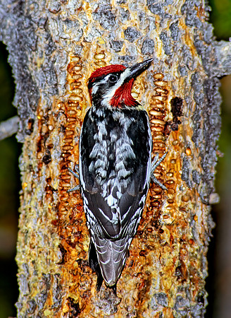 Sphyrapicus nuchalis  RED-NAPED SAPSUCKER 113703+