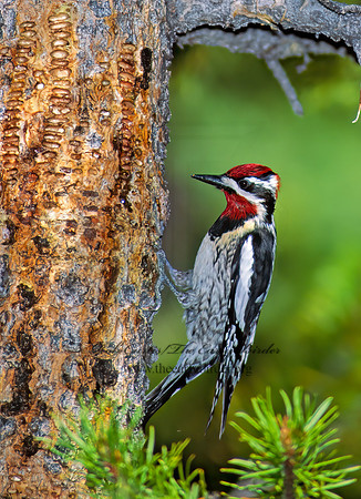 Sphyrapicus nuchalis  RED-NAPED SAPSUCKER 113436+