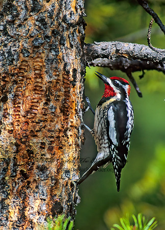 Sphyrapicus nuchalis  RED-NAPED SAPSUCKER 113424+